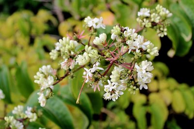 Heptacodium miconioides - heptakodium jasmínovité (sdmý syn) - poupata, květy a kališní lístky